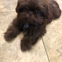 Shih Tzu Puppies from Sapphire Shih-Tzu's of Ohio