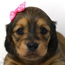 Winter - Dachshund puppy from Legacy Lane Dachshunds