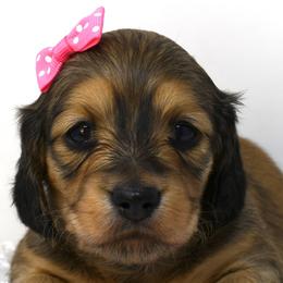 Winter - Dachshund puppy from Legacy Lane Dachshunds