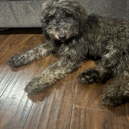 Layla - Sable female Goldendoodle puppy in Arlington, Texas from Chambers Doodle Patch