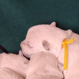 Yellow - White female West Highland White Terrier puppy in Vermilion, Ohio from Snowy Mountain West Highland White Terriers