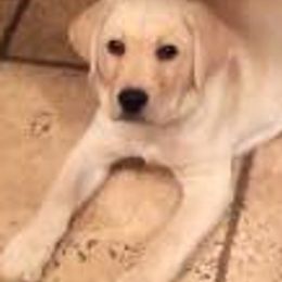 Labrador Retrievers from Joyce Bacoccina