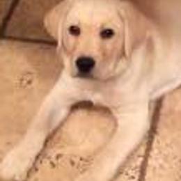 Labrador Retrievers from Joyce Bacoccina