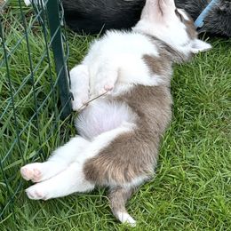 Siberian Husky Puppies from Valerie Schmaltz