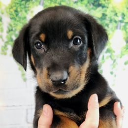 Marionberry - Black and rust female Beauceron puppy in Seattle, Washington from SilverStruck Kennels