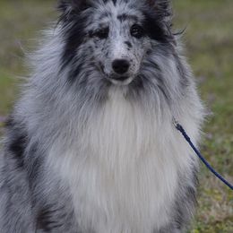 Shetland Sheepdog All Grown Up from Kim Watt's Shetland Sheepdogs