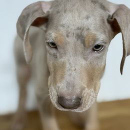 Francesca - Merle female Great Dane puppy in Hutchinson, Kansas from Dappled Danes