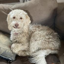 Honey - Labradoodle