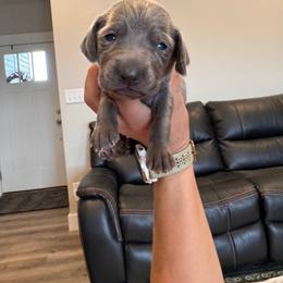 Honor - Lime collar - Blue female Weimaraner puppy in Riverside, Utah from Blue Phantom Kennels