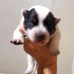 Full mask F - Blue speckled female Australian Cattle Dog puppy in Lenoir, North Carolina from Blue Coyote Ranch