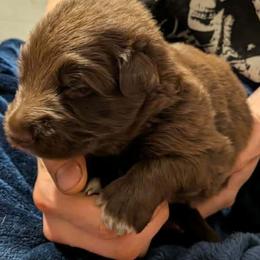 No collar male - Liver male German Shepherd puppy in Garrett, Indiana from Devil-Dog Shepherds