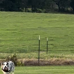 Australian Shepherd All Grown Up from Kade’s Stock Dogs
