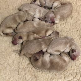 Golden Retriever Puppies from OPK GOLDENS