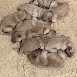 Golden Retriever Puppies from OPK GOLDENS