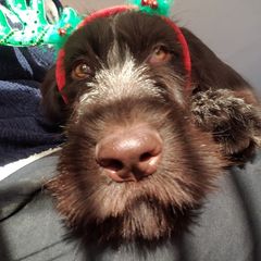 German Wirehaired Pointer Puppies from Backwoods Kennels