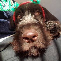 German Wirehaired Pointer Puppies from Backwoods Kennels