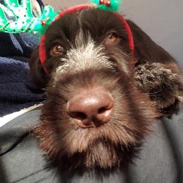 German Wirehaired Pointer Puppies from Backwoods Kennels