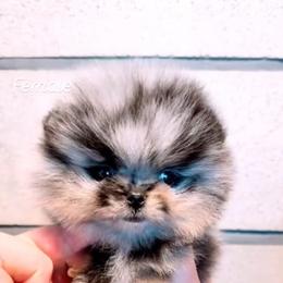 Lilly - Blue merle female Pomeranian puppy in Visalia, California from Exotic_fresita_poms