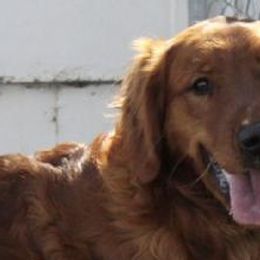 Red - Golden Retriever