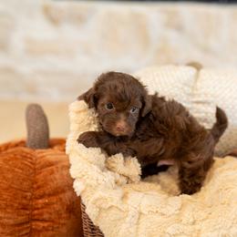 Rolo - Chocolate male Havapoo puppy in South Jordan, Utah from Sage Puppies