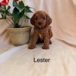 Lester - Red male Cavapoo puppy in Oxford, Pennsylvania from FriendlyPals