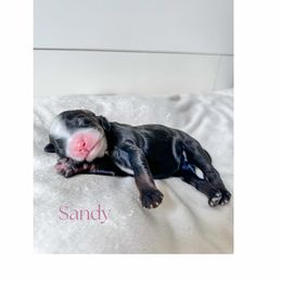 Bernedoodle Puppies from Valley Farm Doodles