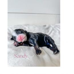 Bernedoodle Puppies from Valley Farm Doodles