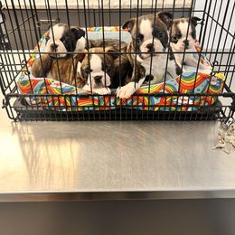 Boston Terrier and French Bulldog Puppies from 3B Kennels-Beth’s Best Boston’s