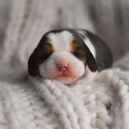 Blythe - Black tan and white female Beagle puppy in Caldwell, Ohio from Folklore Kennel