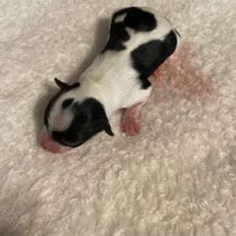 Kirk - Black and white male Chihuahua puppy in Red Bluff, California from Aye Chihuahua