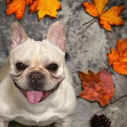 Boston Terrier and French Bulldog All Grown Up from Classic Boston Terriers and French Bulldogs