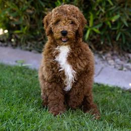 Leo - Brown male Poodle puppy in Peoria, Arizona from Savana williams