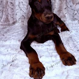 Yellow - Black and rust male Doberman Pinscher puppy in Louisville, Kentucky from Ruiz Dobermans