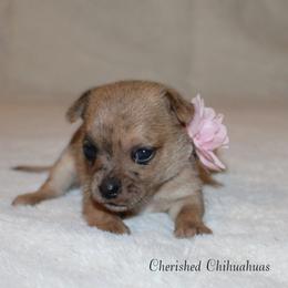 Coral - Merle female Chihuahua puppy in Willamina, Oregon from Cherished Chihuahuas