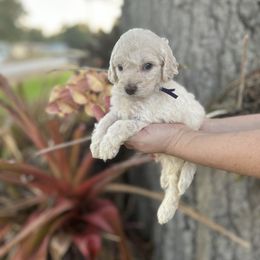 Girl 1 - Cream Goldendoodle puppy in Bradenton, Florida from Doodle Acres