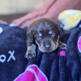 Cristina - Chocolate and tan female Dachshund puppy in Hornbeck, Louisiana from A&Z Mini Dachshunds