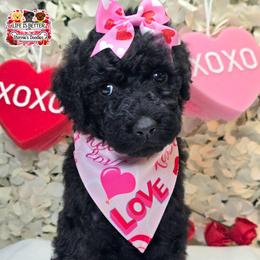 Yellow - Black female Goldendoodle puppy in Rockledge, Florida from Stormie's Doodles