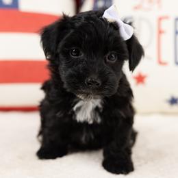 Lily - Black & white female Maltipoo puppy in Salt Lake City, Utah from My Doodle Puppy