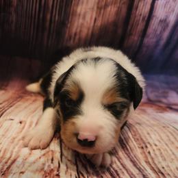 Schroeder - Blue merle male Miniature Australian Shepherd puppy in Macomb, Missouri from Faunus Farms and Aussies