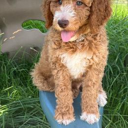 Sammy - Apricot male Poodle puppy in Caldwell, Idaho from Treasure Valley Poodles