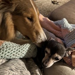 "Riley " Basset Hound and Collie All Grown Up from Collegiate Bassets and Rheign Collies