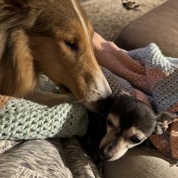 "Riley " Basset Hound and Collie All Grown Up from Collegiate Bassets and Rheign Collies