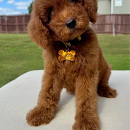 Fendi - Apricot female Goldendoodle puppy in Spring Lake, North Carolina from Pawriffic Pups