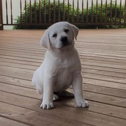 Labrador Retriever Puppies from Asher Acres Labs