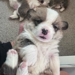 Girl 2 - White and red female Pembroke Welsh Corgi puppy in Tehachapi, California from Trotter Hill Farms