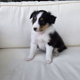 Bean - Black white and tan male Shetland Sheepdog puppy in Middleburg, Pennsylvania from Willow Tree Berners