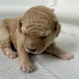Bernedoodle, Bernese Mountain Dog, Cavalier King Charles Spaniel, Cavapoo, and Poodle Puppies from Ellas.Pups (Bernedoodles & Cavapoos)