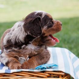 Red Merle Boy - Red merle male Aussiedoodle puppy in Burkesville, Kentucky from Bline’s Awesome Aussies & Doxies at the Bline Family Farm