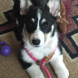 Pembroke Welsh Corgi Puppies from Rocking LJ Breeding