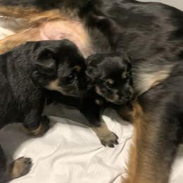 Rottweiler Puppies from Rottitales